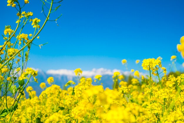 Mustard field with Beautiful  snow covered mountains landscape Kashmir state, India