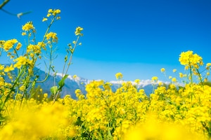 Mustard field with beautiful  snow covered mountains landscape kashmir state, india