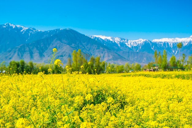 아름 다운 눈으로 겨자 필드 덮여 산 풍경 카슈미르 주, 인도