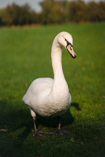 Mute Swan, Cygnus olor, Adult, close up. Beautiful white swan.