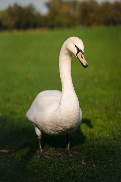 コブハクチョウ、Cygnus olor、大人、クローズアップ。美しい白い白鳥。