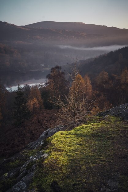 Mysterious shot of a single dry bush on a background of a foggy forest with a lake in Lake District