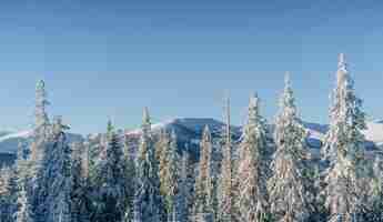 무료 사진 겨울에 신비한 겨울 풍경 장엄한 산입니다. 마법의 겨울 눈 덮힌 나무.