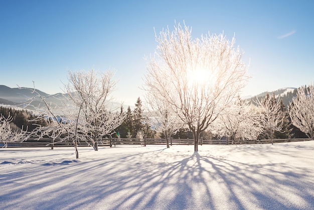 Таинственный зимний пейзаж величественных гор зимой. Волшебная зима заснеженного дерева. Карпатский. Украина