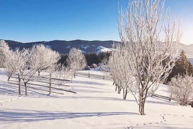 神秘的な冬の風景冬の雄大な山々。魔法の冬の雪に覆われた木。カルパチア。ウクライナ