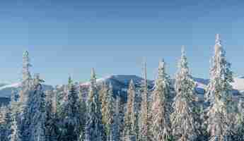 Free photo mysterious winter landscape majestic mountains in winter. magical winter snow covered tree.