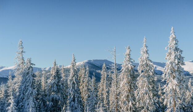 神秘的な冬の風景冬の雄大な山々。魔法の冬の雪に覆われた木。