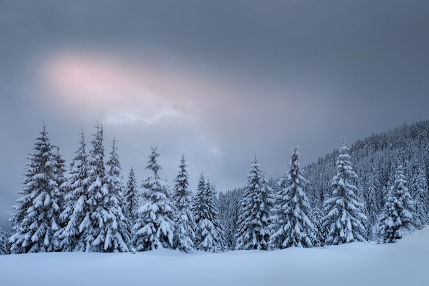 Mysterious winter landscape, majestic mountains with snow covered tree. Photo greeting card. Carpathian Ukraine Europe