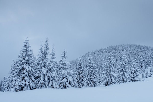 Таинственный зимний пейзаж, величественные горы со снегом покрыты деревом. фото поздравительная открытка. карпатская украина европа