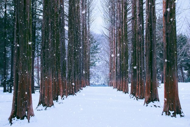 韓国の南怡島、冬の松の木の列。