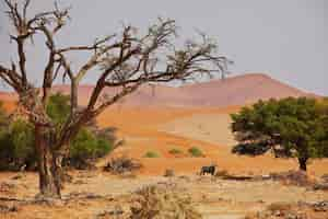 Free photo namib