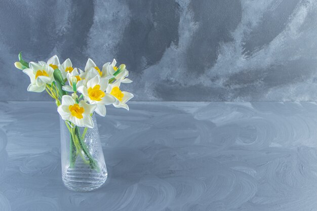 Narcissus in a glass jug , on the white background.