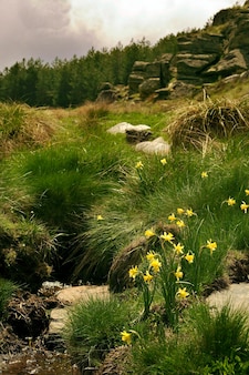 Narcissus nevadensis в канаде де агилар - сьерра-де-база