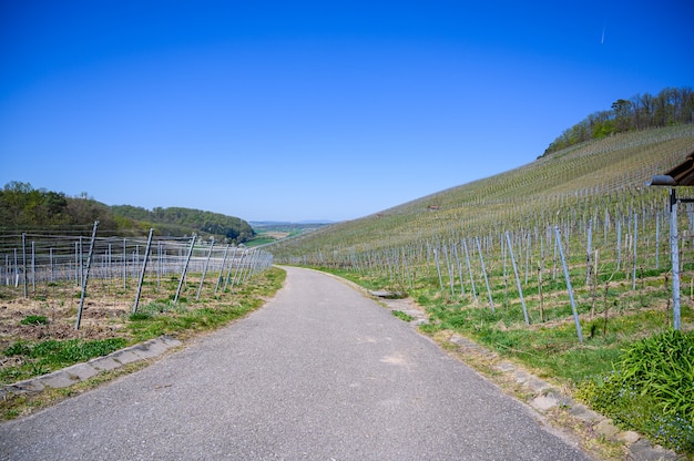 Narrow asphalt road going through the grass-covered fields under the blue sky