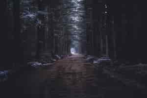 Free photo a narrow muddy road in a dark forest