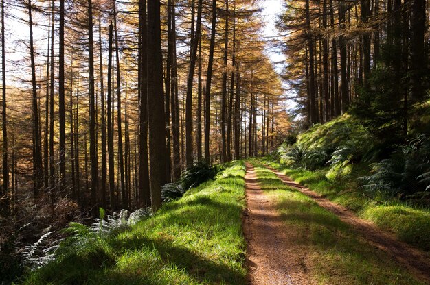 Narrow muddy road in a forest with tall trees