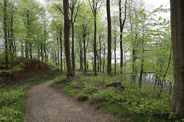 Narrow pathway in a forest surrounded by beautiful trees in a forest in Hindsgavl, Middelfart