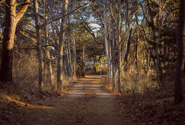 Narrow pathway going through a forest with large trees on both sides on a sunny day