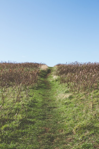 Narrow pathway in the middle of a grassy field under the beautiful sky