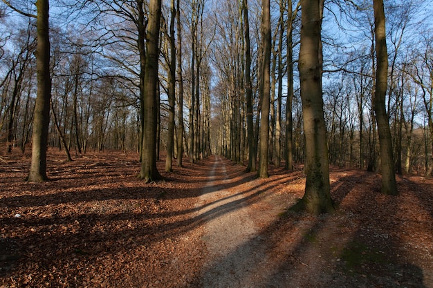 Narrow pathway in the middle of tall leafless trees under a blue sky