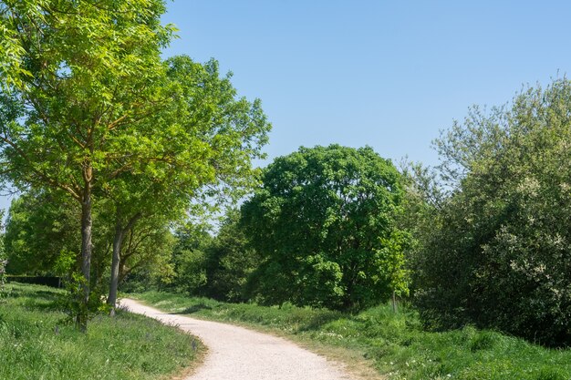 Narrow pathway surrounded by a bunch of green trees in a park under a blue sky