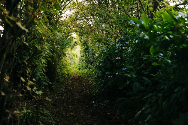 Narrow pathway with beautiful greenery in a forest
