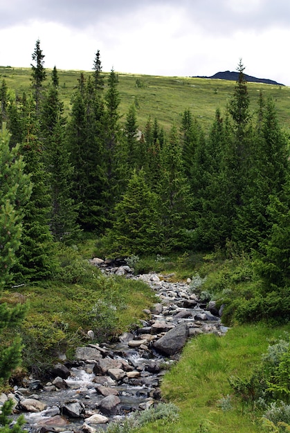 ノルウェーの美しい緑の木々に囲まれたたくさんの岩で満たされた狭い川