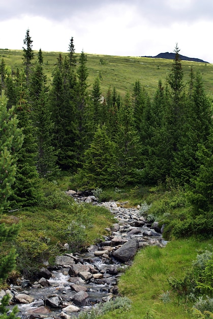 Узкая река с множеством скал в Норвегии в окружении красивых зеленых деревьев.