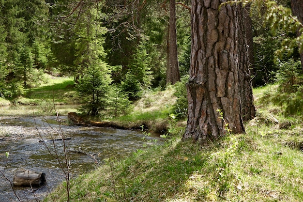 Узкая река в лесу в окружении красивых зеленых деревьев