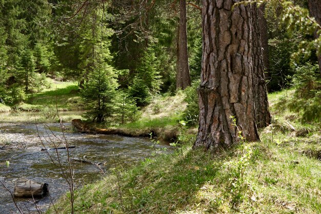 Narrow river in a forest surrounded by beautiful green trees