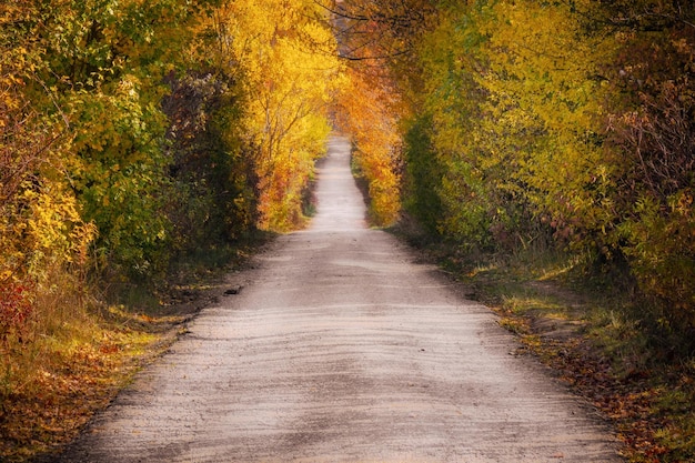 Foto gratuita strada stretta in una foresta coperta di piante ingiallite sotto la luce del sole in autunno