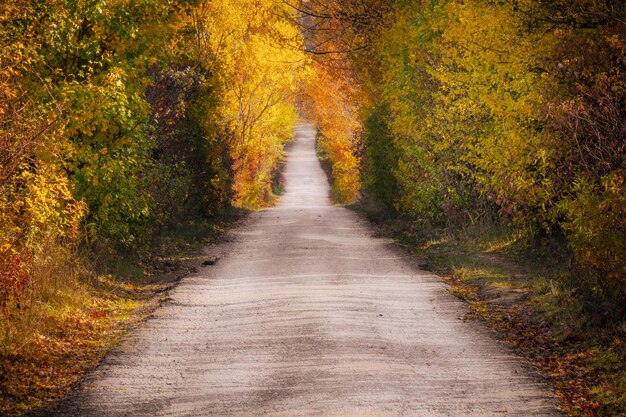 秋の日差しの下で黄ばんだ植物に覆われた森の中の狭い道