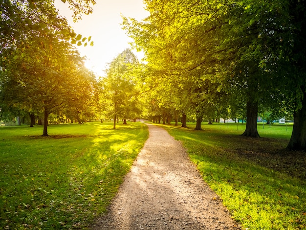 백그라운드에서 밝은 태양과 푸른 나무로 둘러싸인 녹색 잔디 필드의 좁은 길