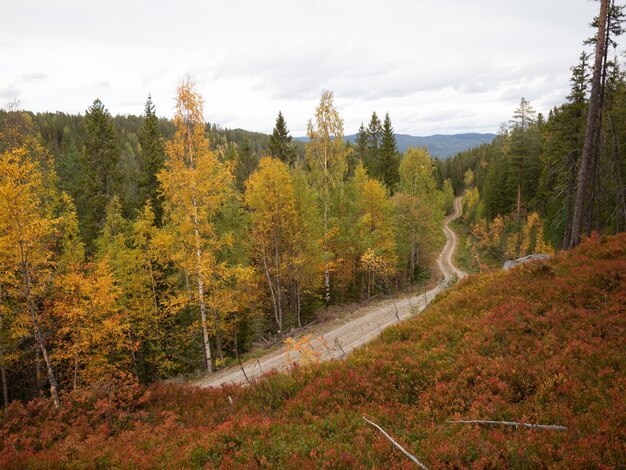 ノルウェーの美しい秋の色の木に囲まれた狭い道