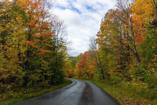 秋の曇り空の下、黄ばんだ植物に覆われた森に囲まれた狭い道