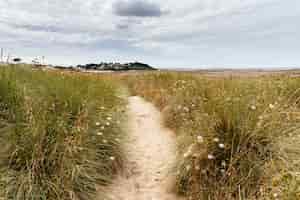 Free photo narrow sandy path in the field with wild flowers