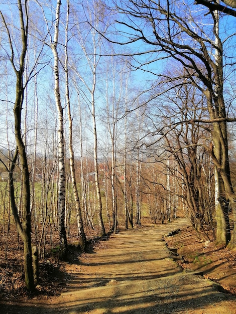 Narrow walkway in the forest full of naked trees in jelenia góra, poland