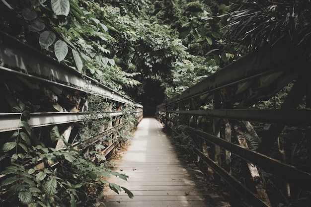 A narrow wooden bridge inside a forest