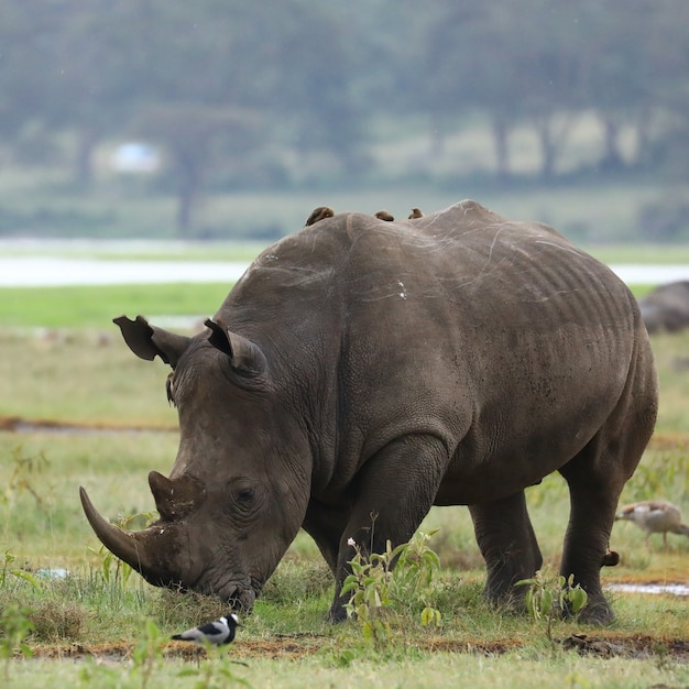 Foto gratuita nashorn im lake nakuru park