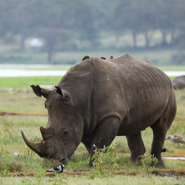 Nashorn im Lake Nakuru 공원