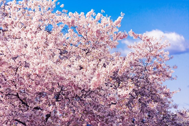 無料Photo 国立桜