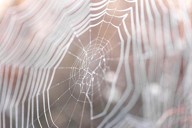 Sfondo astratto naturale con ragnatele alla luce del sole.