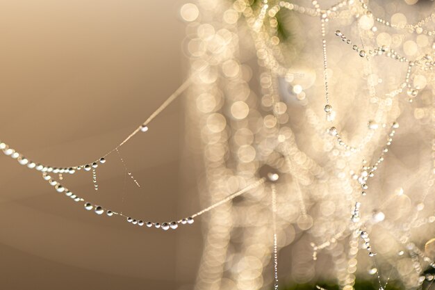 Natural abstract background with crystal dew drops on a spider web in sunlight.