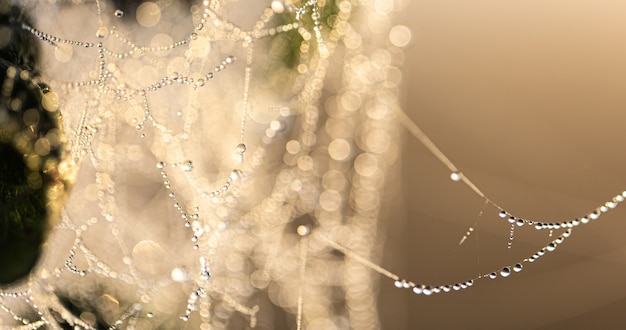 Natural abstract background with crystal dew drops on a spider web in sunlight.