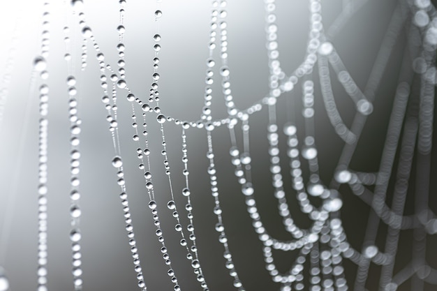 Free photo natural abstract background with crystal dew drops on a spider web.