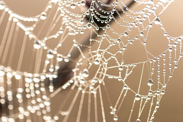 Natural abstract background with shiny dew drops on a spider web in sunlight.