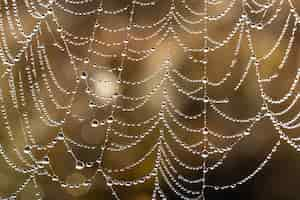 Free photo natural abstract background with sparkling water drops on a spider web