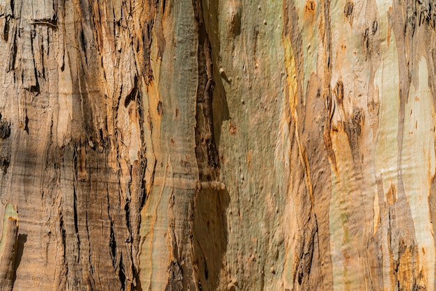 Free photo natural background of eucalyptus gumtree bark. closeup of trunk. tenerife, canary islands