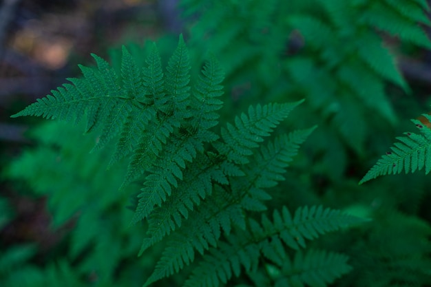 Natural background, fern branch in the forest on the background of sunset.