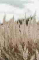 Free photo natural background, field of spikelets.